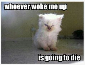 Not all of our small furry friends are so cute. Oh, but I can totally relate to this guy.